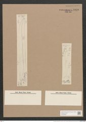 Pleurosigma wansbeckii Donk. (de-Toni-Nr.: Genus 13, Species 1069) Zeichnungen Sammlung Grunow Nr. 1929 (NHMW-BOT-W0369060)